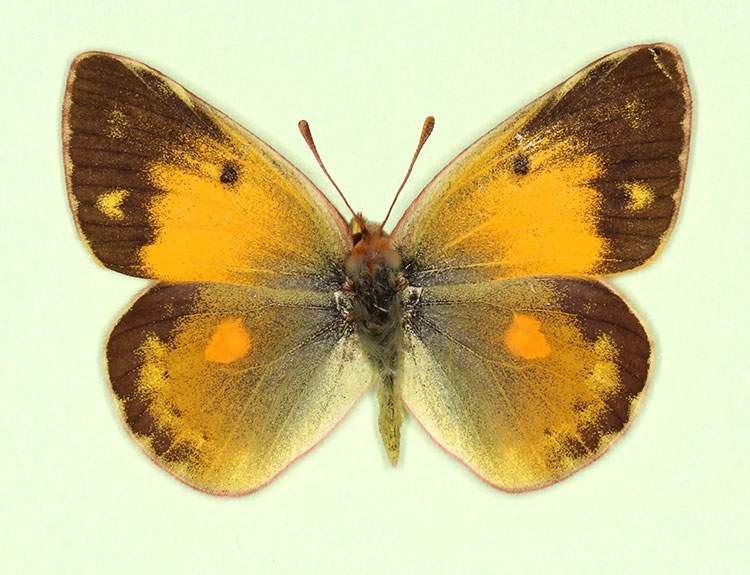 Colias croceus female (aberrant form nigrofasciata 2) (Internet Image property of respective owner, non-commercial use only)